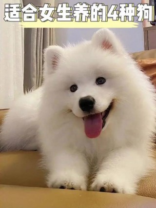 什么狗狗最可爱？什么狗最可爱排名第一（最新）