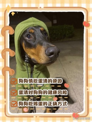 狗狗吃蛋白会怎么样？狗狗吃蛋白好不好（最新）