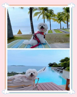 坐飞机狗狗可以托运吗，（坐飞机时狗狗可以随身携带吗）