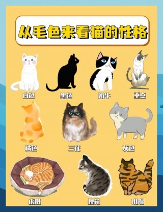 灰色的猫咪是什么品种？灰色的猫都有哪些品种?（最新）