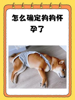 狗狗怀孕可以吹空调吗，狗狗怀孕可以吹空调吗有影响吗？