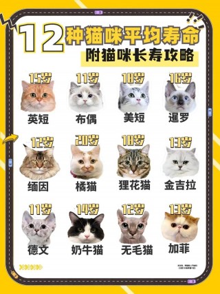 猫咪一般能活多久，猫咪一般能活多久寿命？