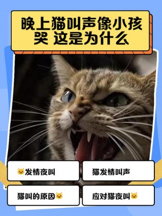 猫咪发出嗯的声音，猫咪发出嗯的声音代表什么？