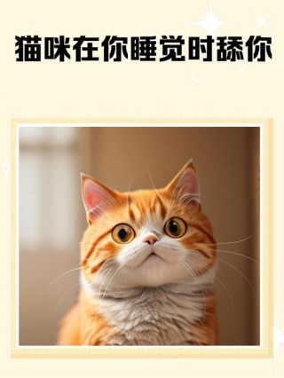 猫咪舔你是什么意思，猫咪舔你意味着什么？