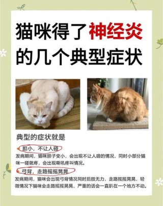 猫咪神经受损的表现，猫神经受损是什么原因造成的？