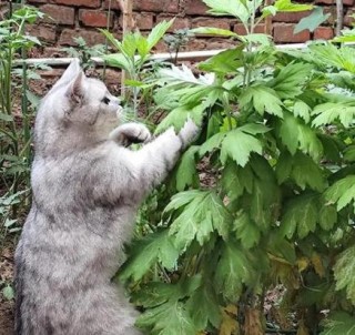 艾草对猫咪有没有害处，（艾草对猫咪有影响吗）