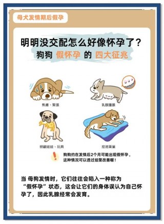 狗狗宫缩是什么症状，（狗狗宫缩的现象）