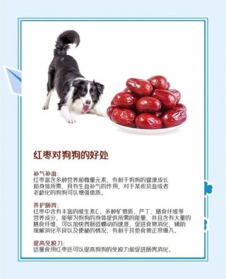 狗狗可以吃红枣吗？狗狗能吃红枣么（最新）