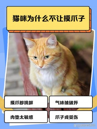 猫咪不让摸爪子，猫咪不让摸爪子怎么办？