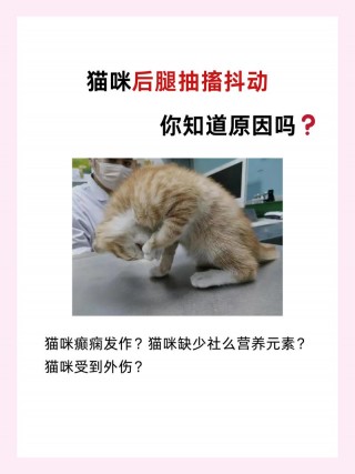 猫咪发抖怎么回事，猫咪发抖是什么情况？