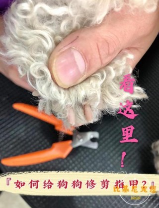 怎么给狗狗剪指甲，（给猫剪指甲）