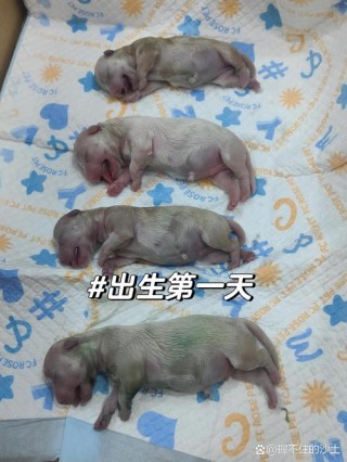 狗狗出生多久会走路，（狗狗出生多久走路不摇晃）