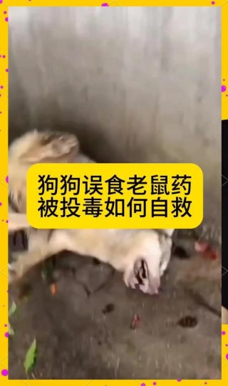 狗狗吃了老鼠药怎么办？狗狗吃了老鼠药的症状是什么（最新）