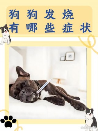 狗狗发烧是什么症状？狗狗发烧是怎么了（最新）