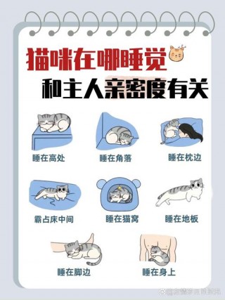 猫咪为什么喜欢和人睡，小猫一摸就呼噜说明性格如何？