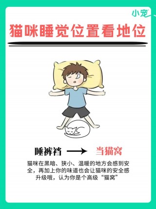 怎么哄猫咪睡觉，哄猫睡觉的方法？
