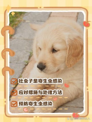 小狗狗吐虫子怎么回事，（狗狗吐虫子怎么处理）