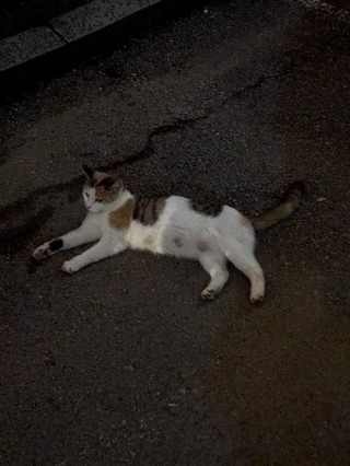 过敏性鼻炎能养猫咪吗？有过敏性鼻炎可以养宠物猫吗（最新）