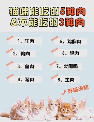猫咪可以吃肥肉吗？猫咪可以吃肥肉嘛（最新）