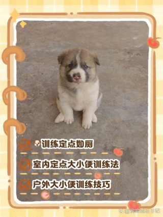 怎样训练小狗狗，怎样训练小狗狗用猫砂盆？