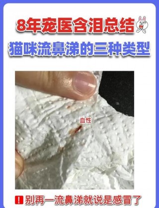 猫咪感冒流鼻涕，（猫咪感冒流鼻涕打喷嚏怎么办）