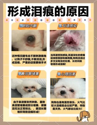 狗狗泪痕重怎么办，狗狗泪痕比较严重怎么办？