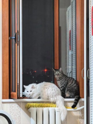 猫咪为什么喜欢看窗外？猫咪为什么喜欢看窗外的灯光（最新）