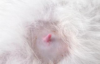 猫咪怀孕的乳头，（猫咪怀孕的乳头会变大吗）