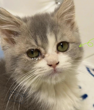猫咪会流眼泪吗，猫咪会流眼泪吗?？
