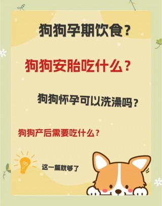 狗狗怀孕怎么照顾，（狗狗怀孕怎样照顾）