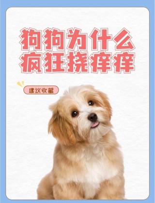 狗狗身上痒痒怎么办，（狗狗身上痒痒怎么办?）