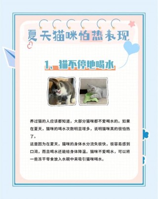 猫咪洗澡感冒了怎么办？猫咪洗澡洗感冒了（最新）