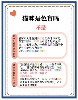 猫咪看到的颜色？猫咪看到的是彩色的吗（最新）