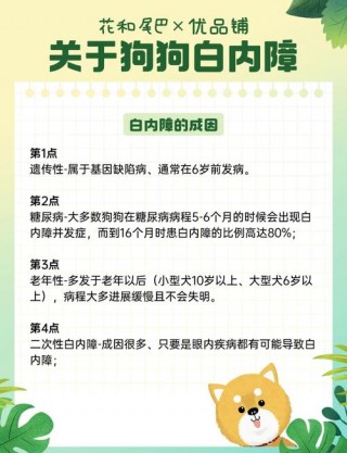 狗狗白内障怎么引起的，（狗狗白内障早期症状）