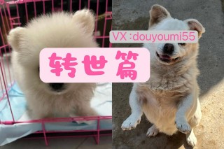 怎么找到转世的狗狗？如何找到转世的亲人（最新）