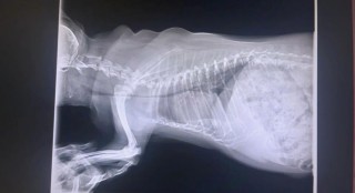 狗狗气管狭窄怎么办，（狗狗气管窄小）