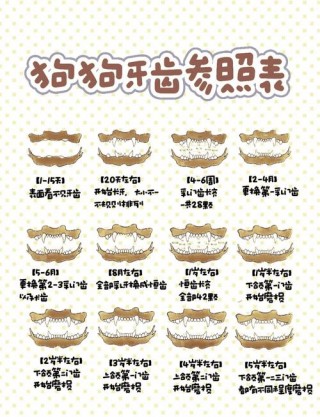 如何判断狗狗的年龄？怎么判断狗狗的年纪（最新）