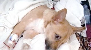 狗狗慢性胰腺炎的症状？狗狗慢性胰腺炎的症状表现（最新）