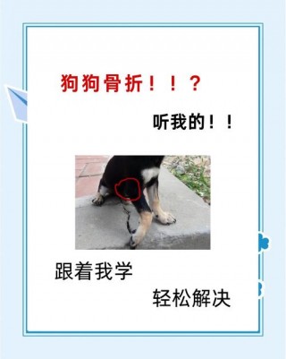 狗狗骨折了会自己好吗，狗狗骨折了能治好吗？