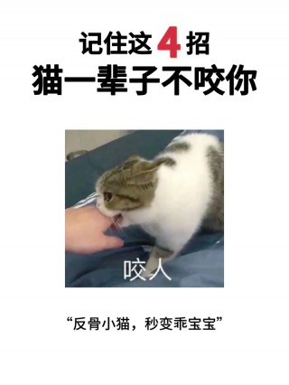 猫咪养不熟怎么办，猫养不熟是什么意思？