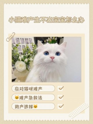 猫咪生不出来怎么办，（猫咪生不出来怎么办?）