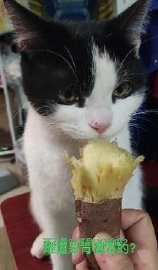 猫咪为什么喜欢吃红薯，（猫咪为啥喜欢吃红薯）