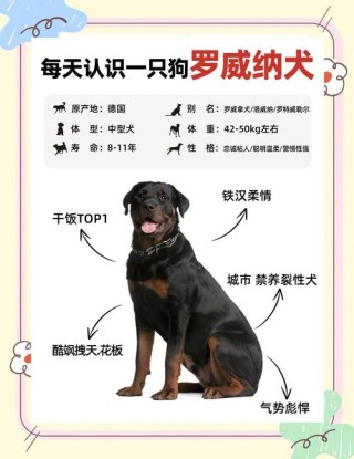 九个月狗狗算成犬吗？九个月狗狗算成犬吗为什么（最新）