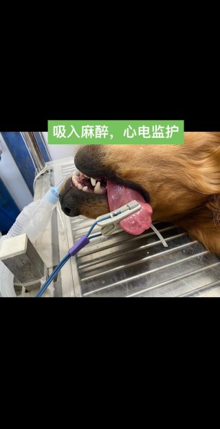狗狗呼吸麻醉安全吗，（狗狗呼吸麻醉安全吗视频）