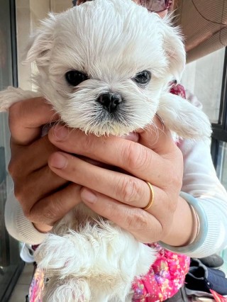 狗狗尴尬期是什么时候？狗狗尴尬期是什么时候?（最新）