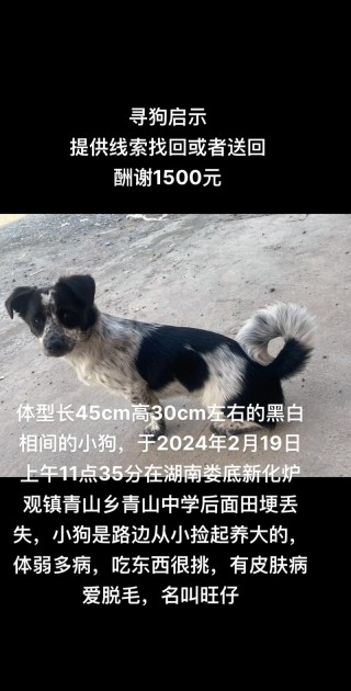 狗狗可以看到什么颜色？狗狗可以看见哪些颜色（最新）