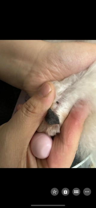 怎么看狗狗身上有没有跳蚤？怎么样知道狗身上有没有跳蚤（最新）