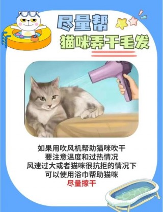 猫咪不爱洗澡怎么办？猫不肯洗澡,我该怎么办?（最新）