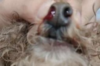 狗狗鼻子流血怎么回事，（狗狗鼻子出血怎样治疗）