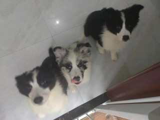 狗狗几个月牙齿长全？狗子几个月牙长全（最新）